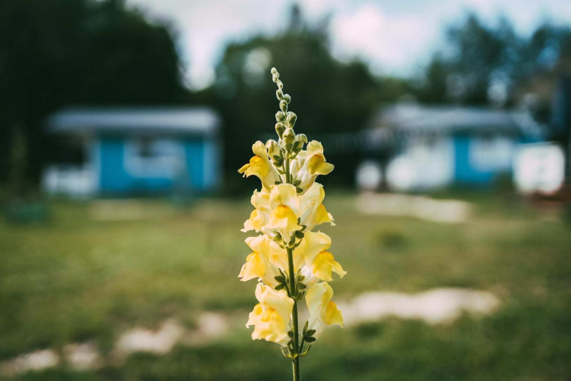 Domek Caloroczny Na Wylacznosc Niebieska Osada Nad Gorskim Potokiem Stary Waliszow Exterior photo